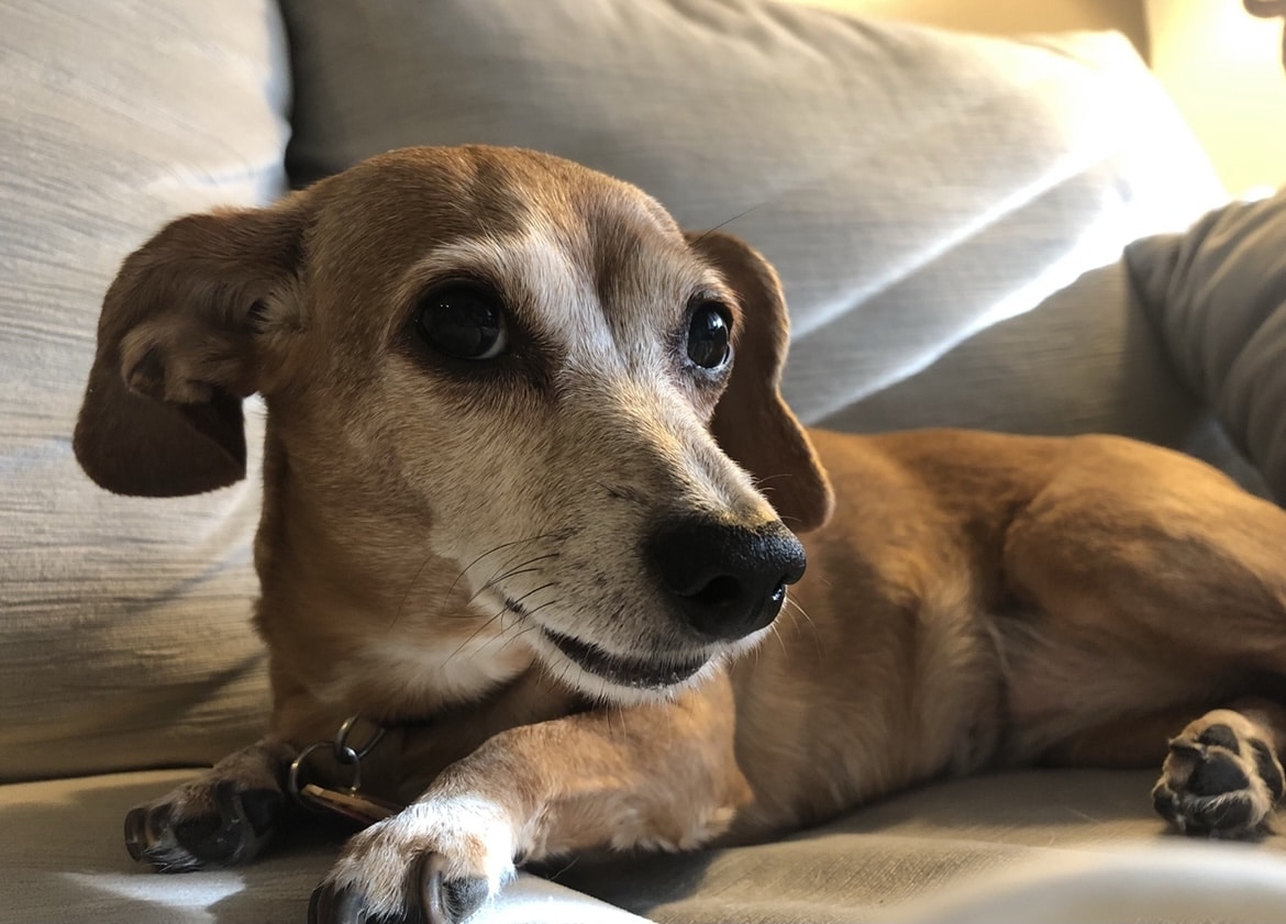Claire_Dog