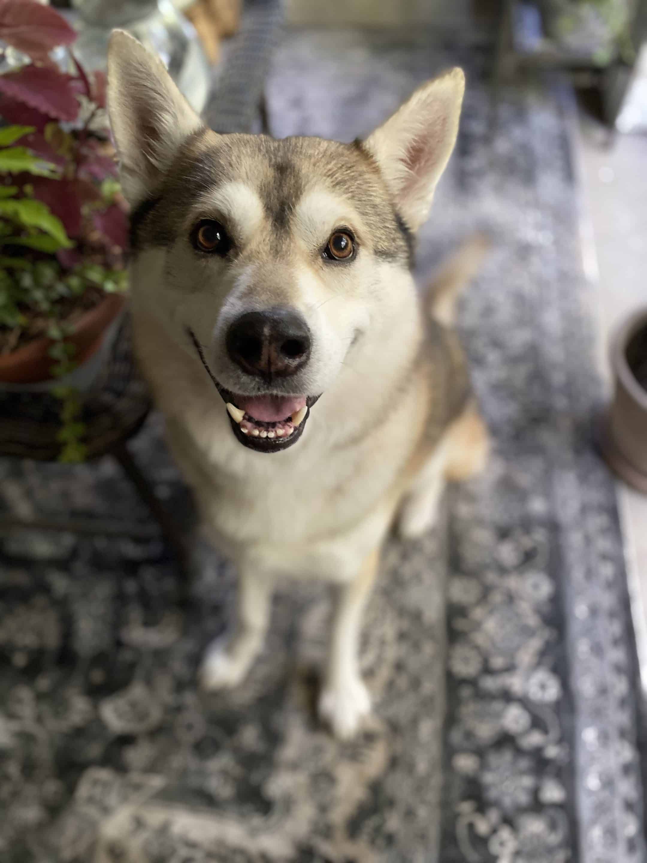 SAVI Employee Spotlight I Blossom Bologna SAVI